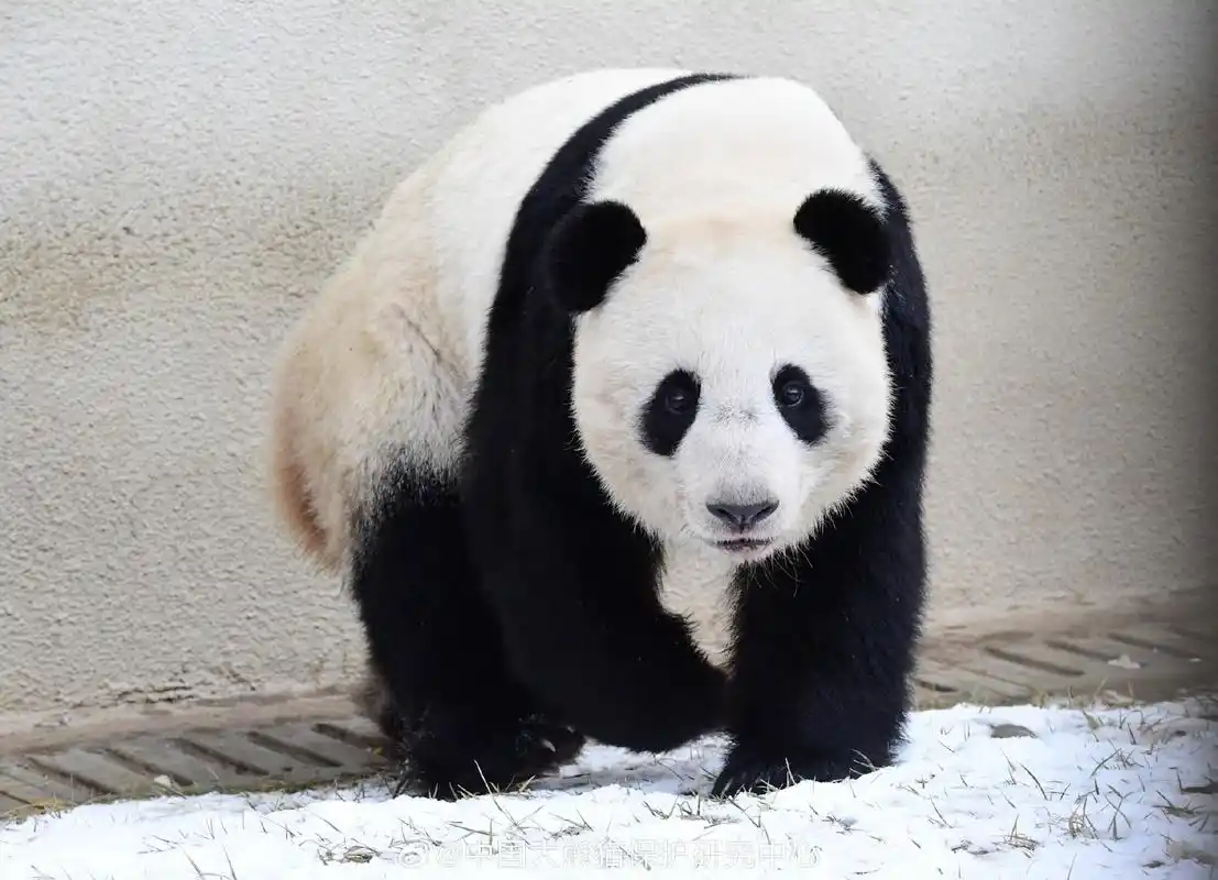 panda