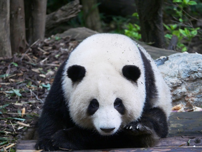 panda