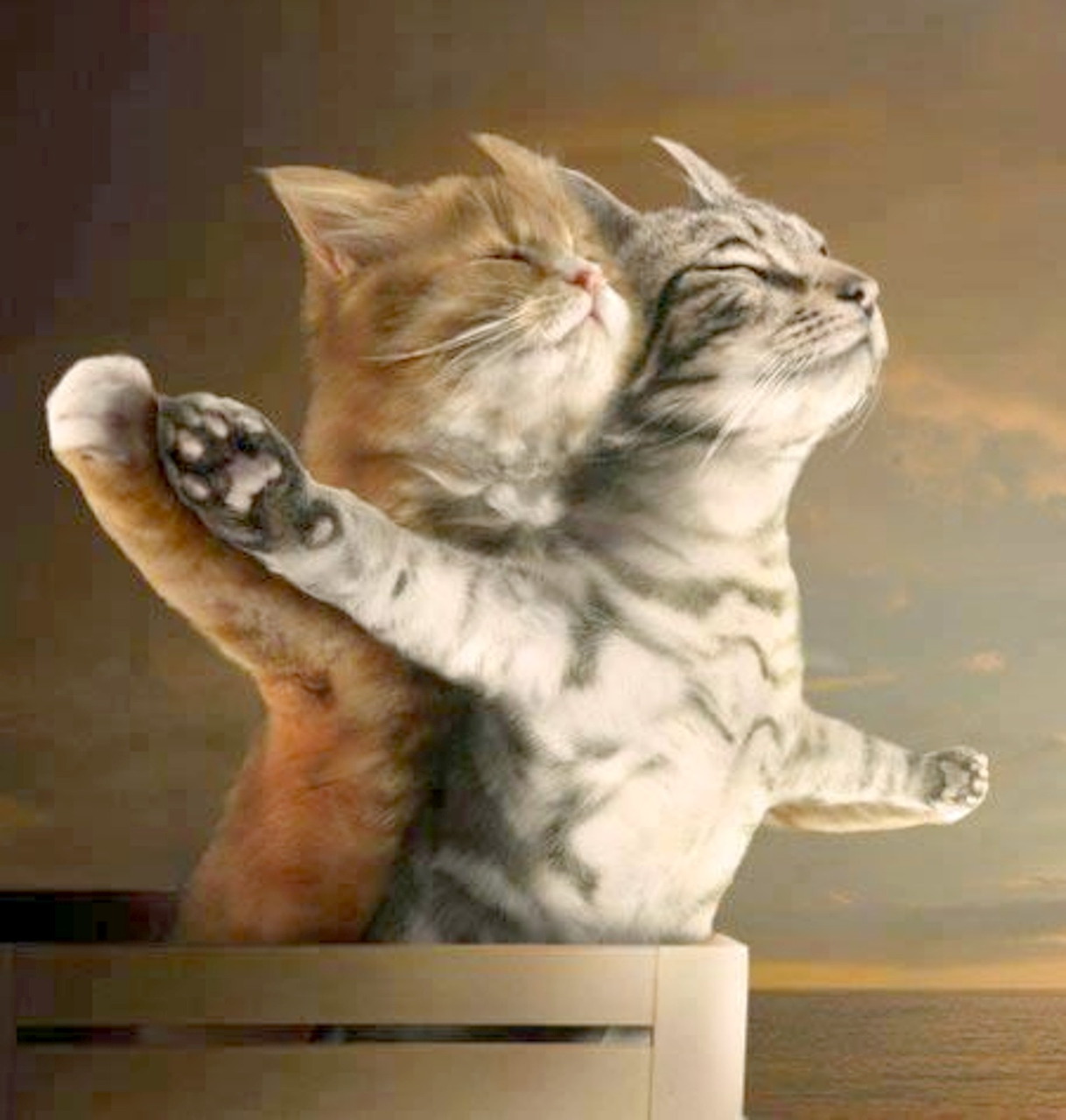 泰坦尼克号小猫