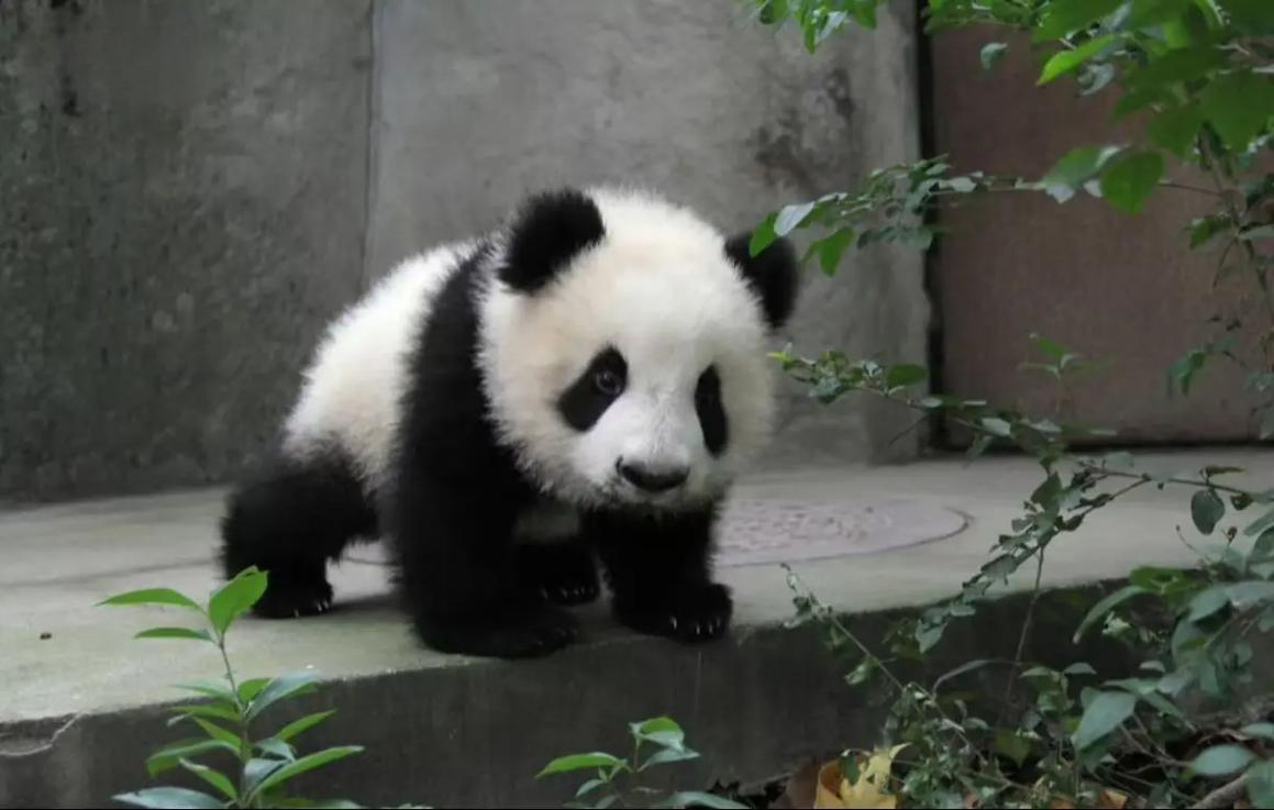 panda