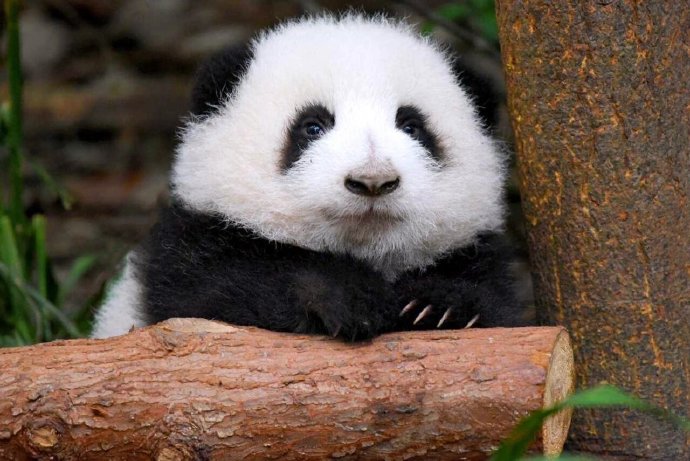 panda