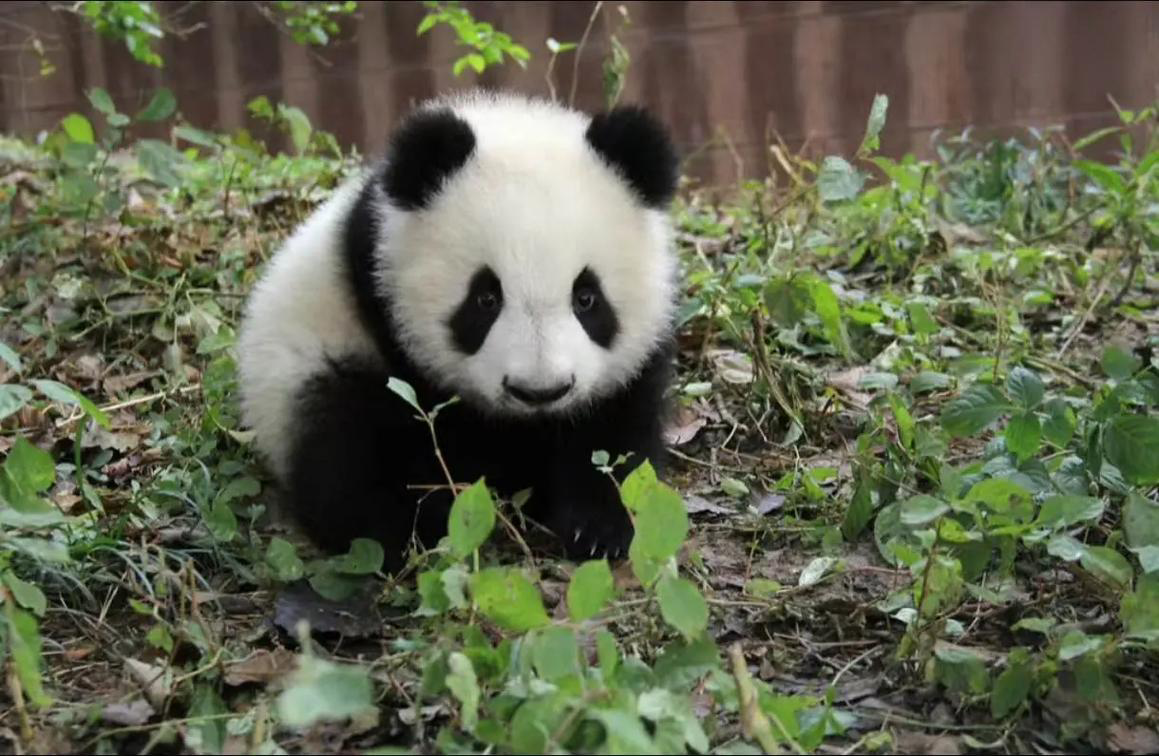 panda