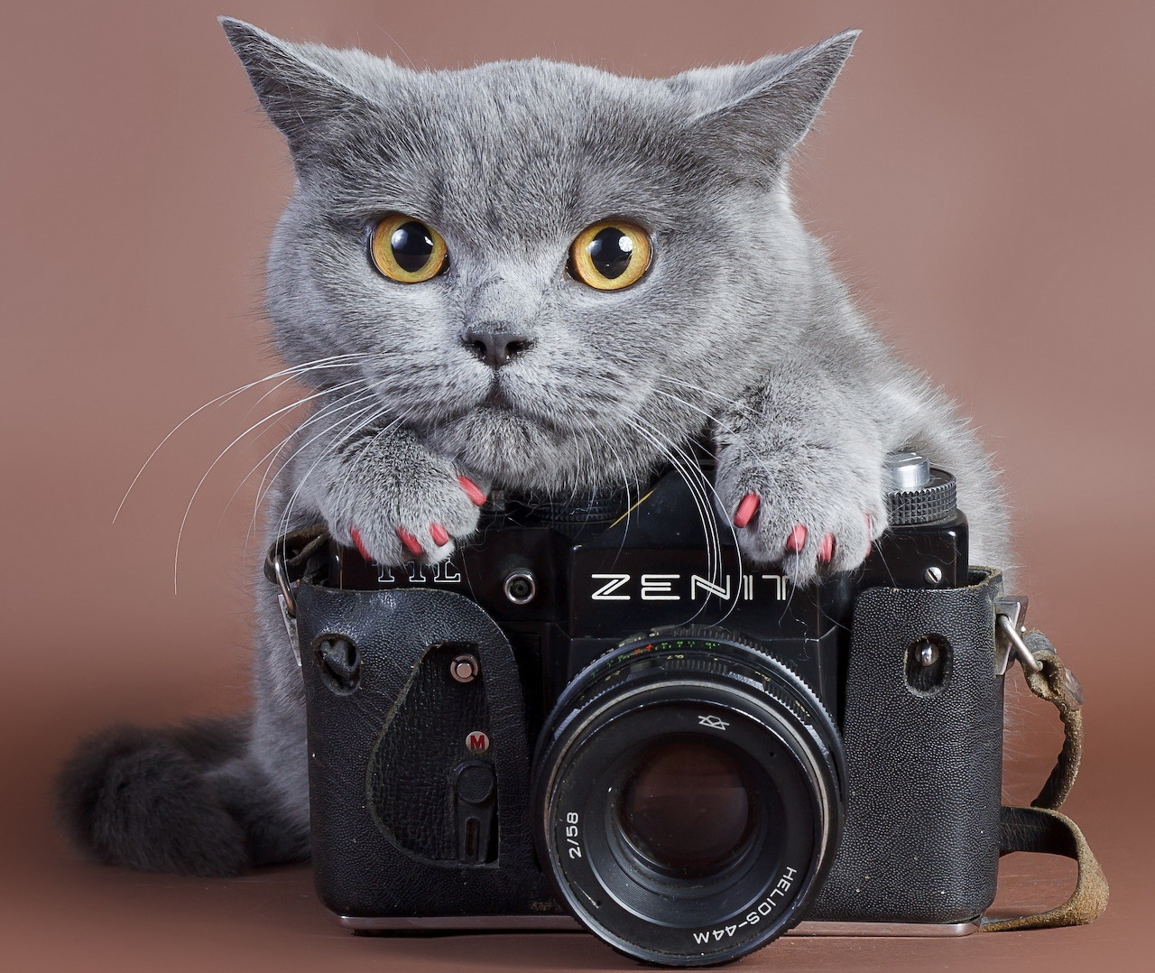 A cute cat lying on the camera