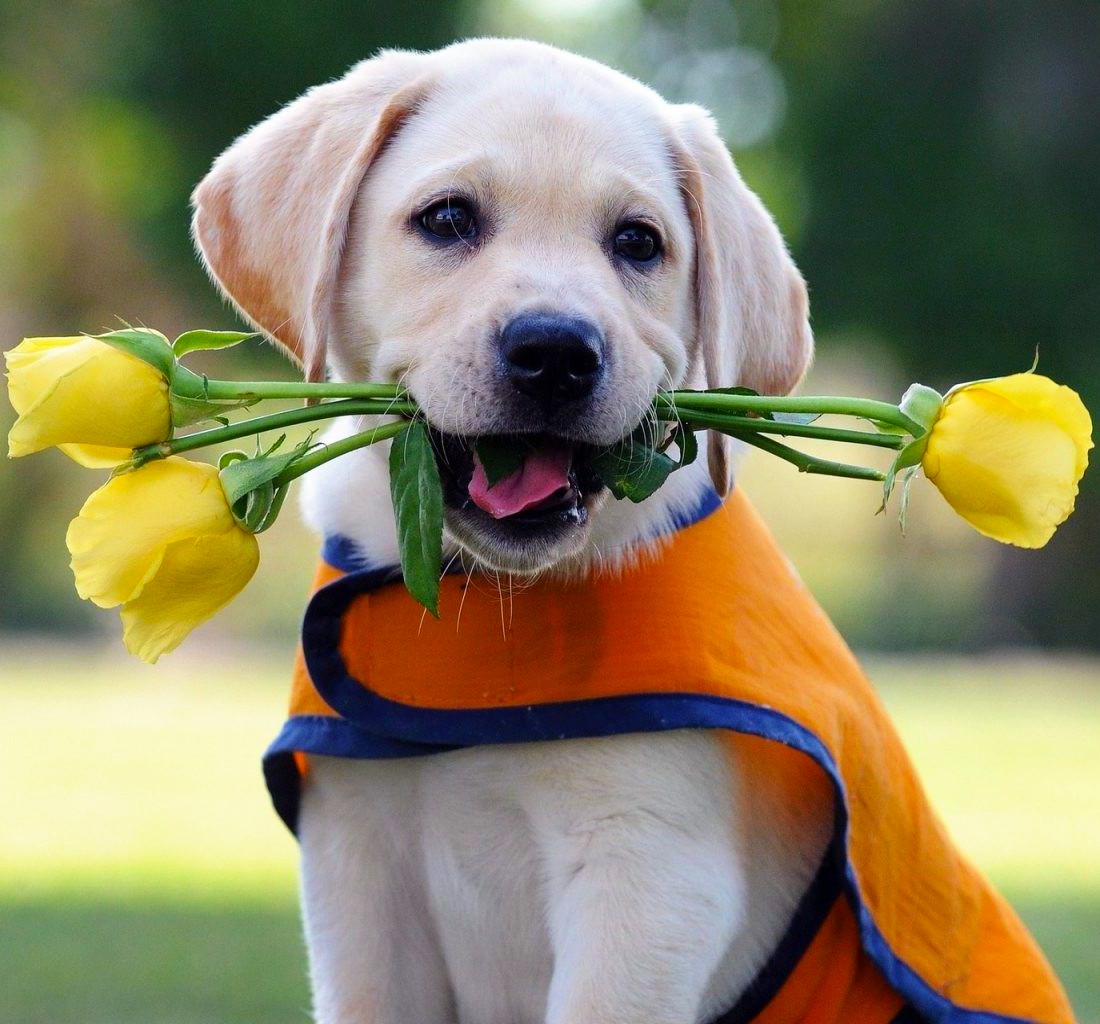 Cute Seeing Eye Labrador Puppy...