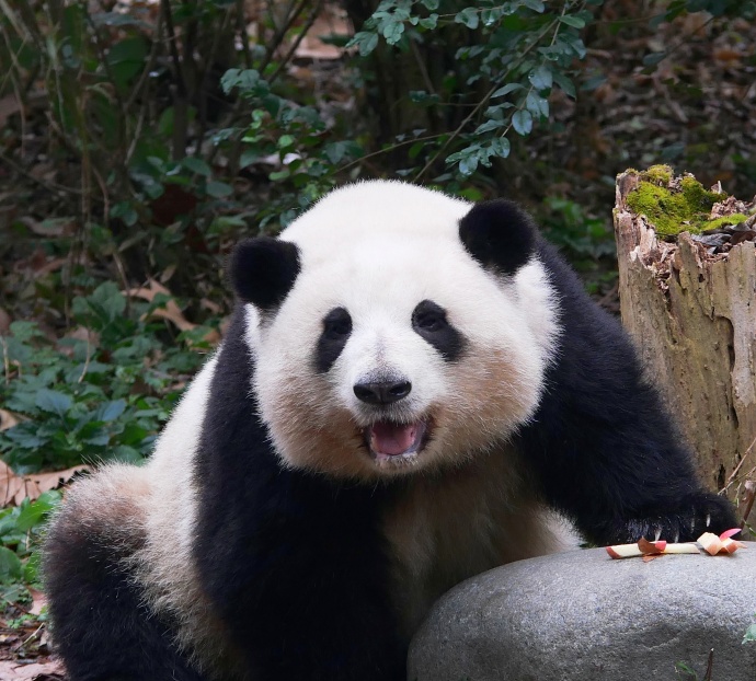 panda
