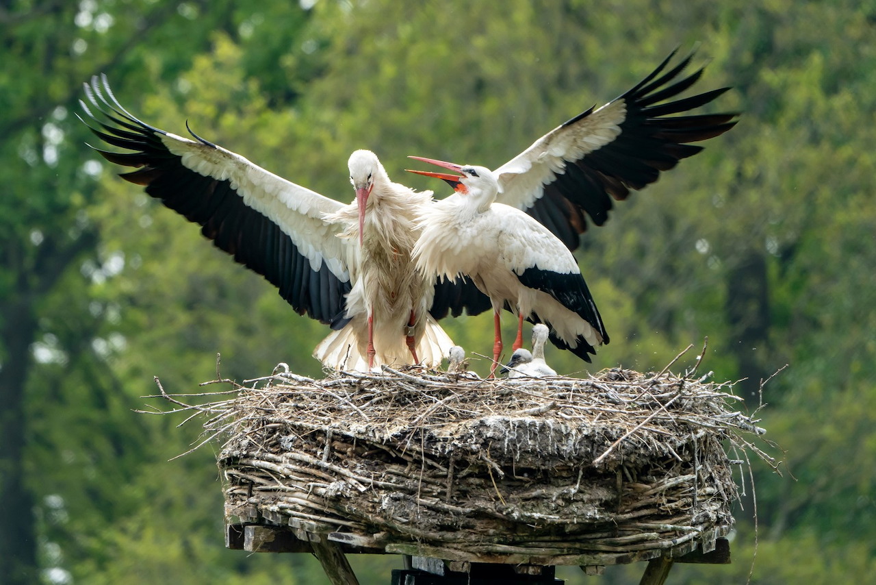 Storks on the Nest