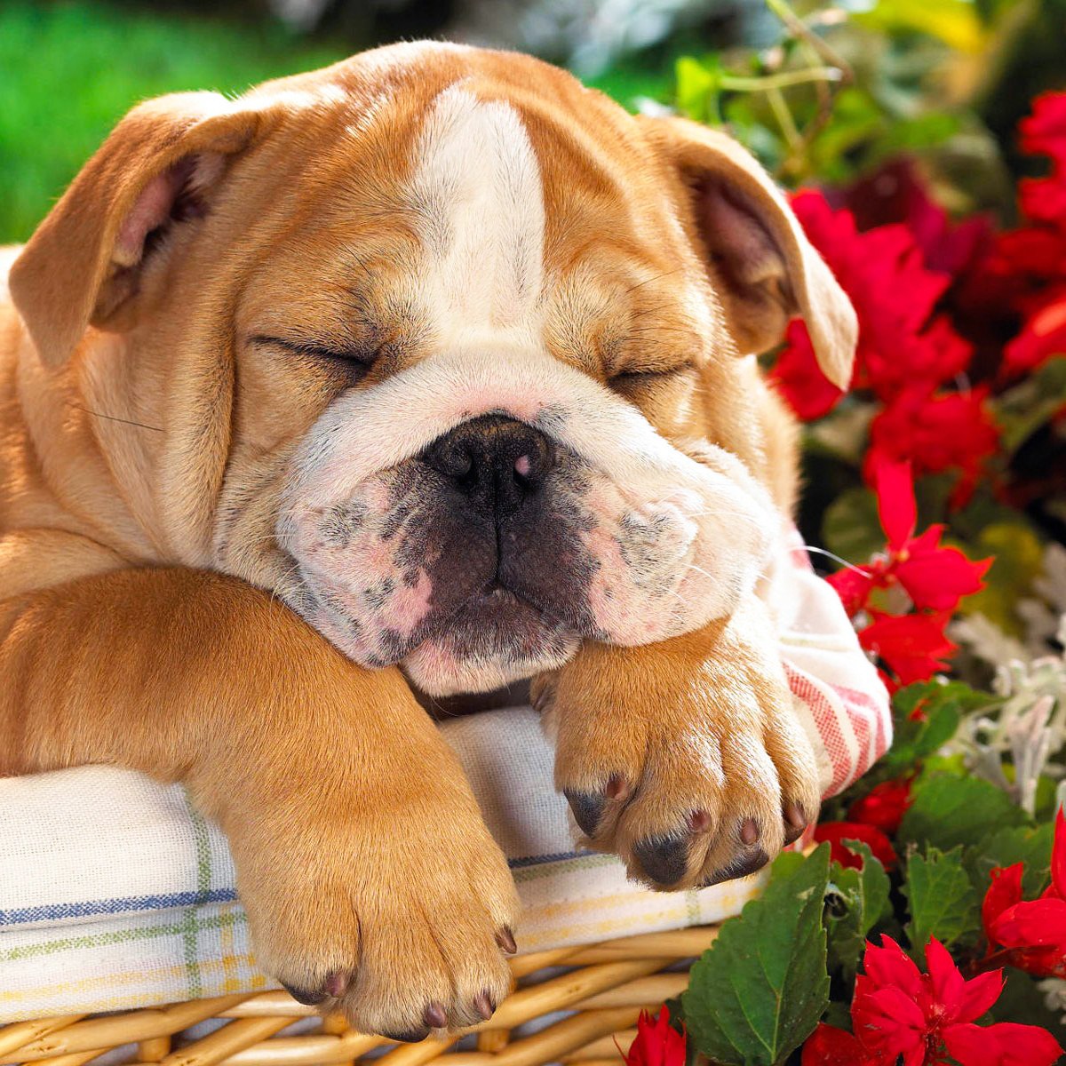 Sleeping the Day Away