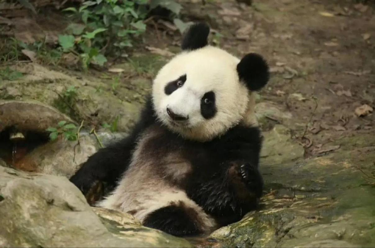 panda