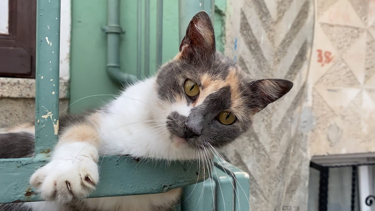 The smiling face of a beautiful cat