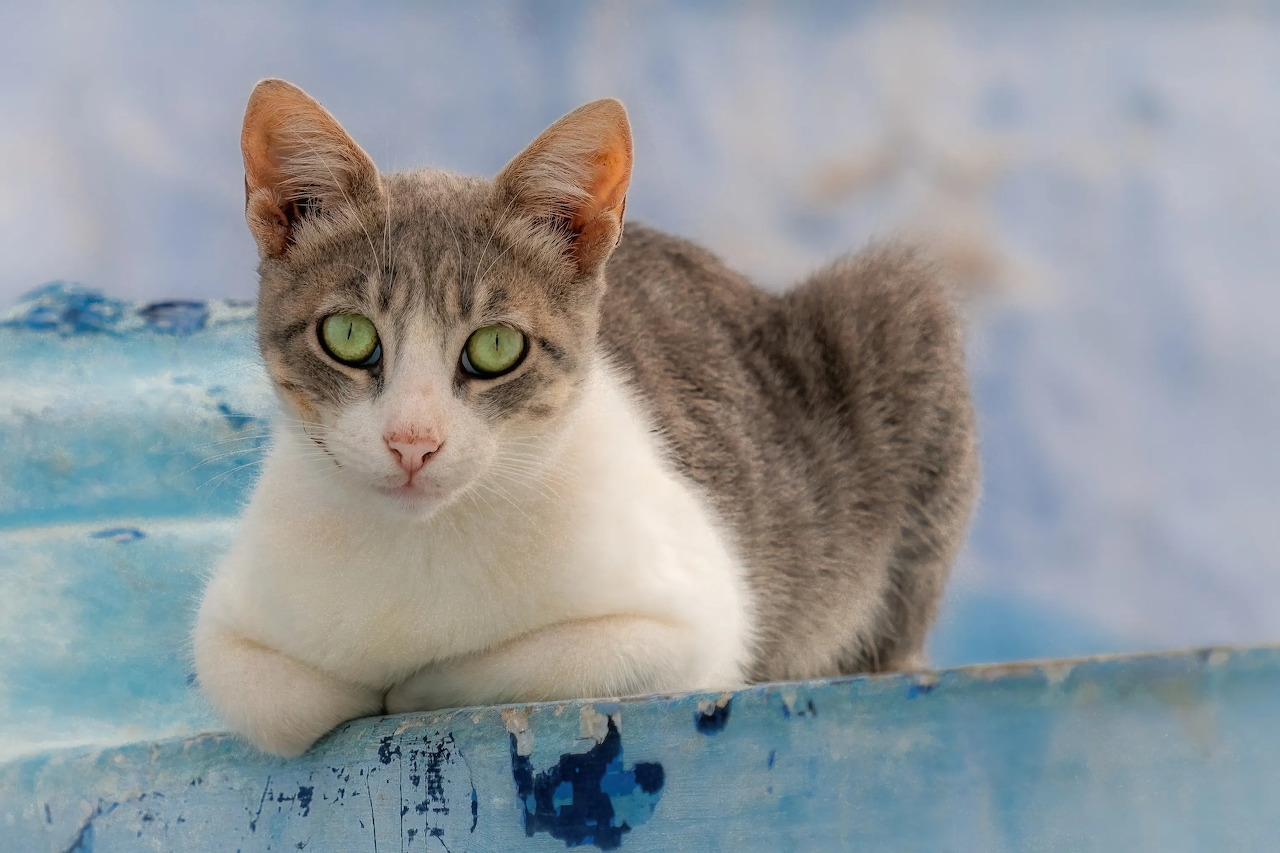 Emerald Gaze on Azure Dreams