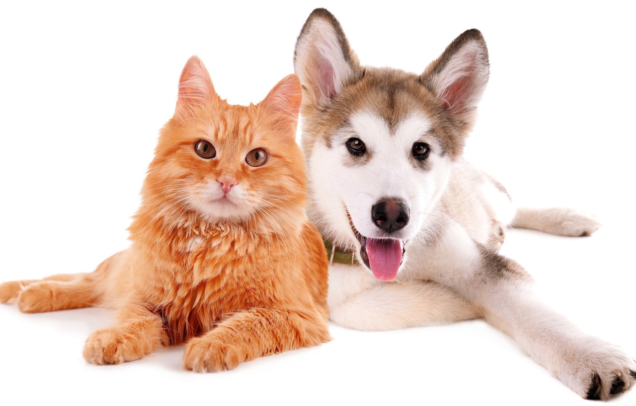 Cat and dog