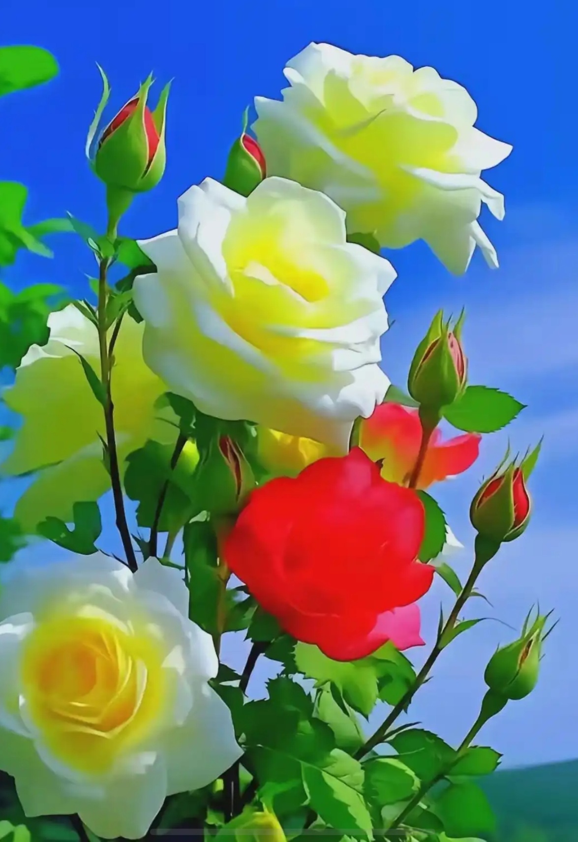 花团锦簇