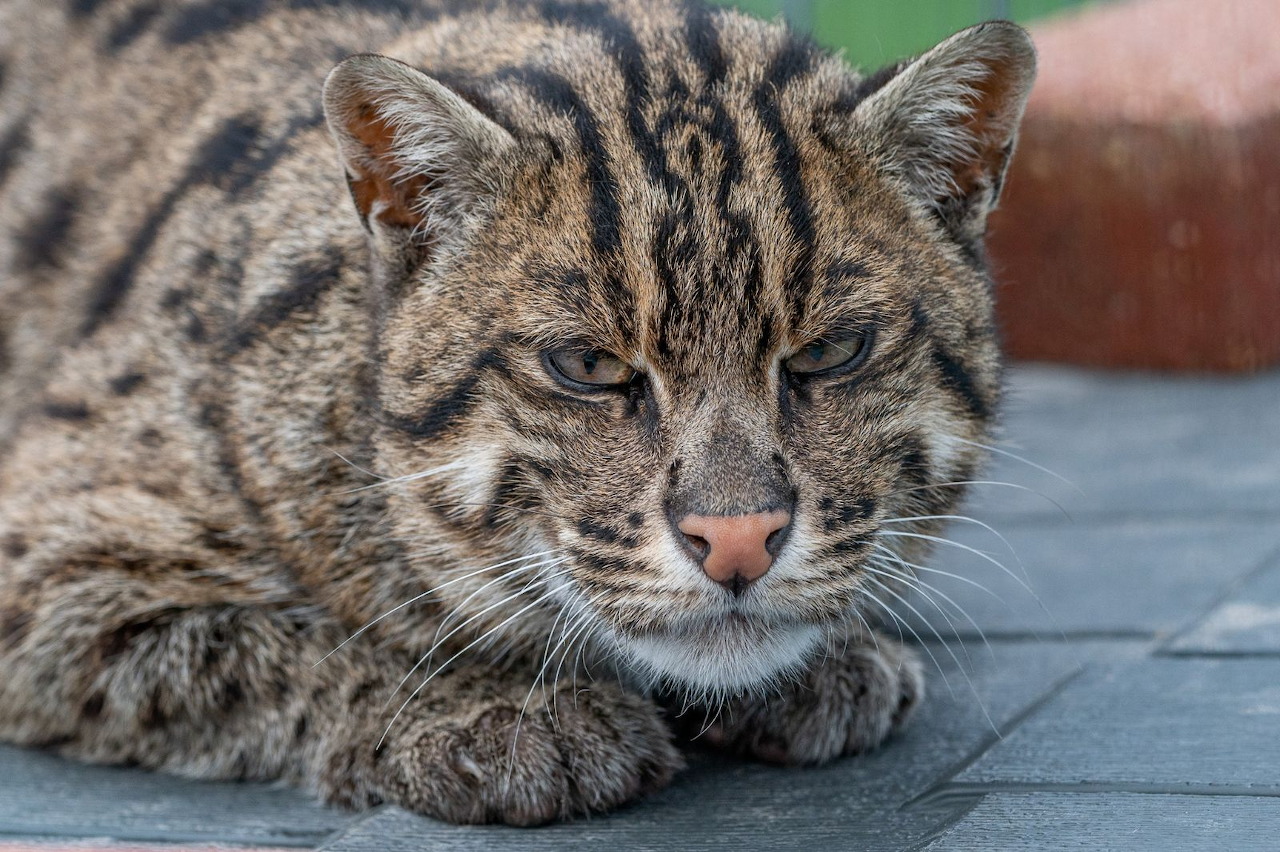 Kaia, a rare Fishing Cat