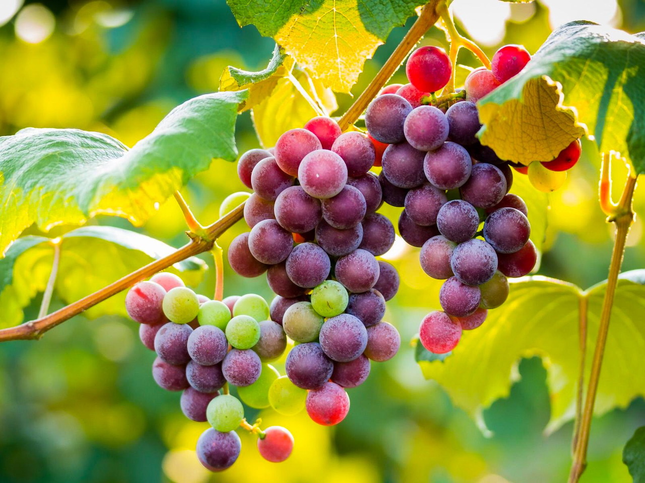 🍇葡萄是上帝的馈赠...