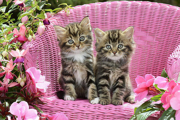 Tabby kittens