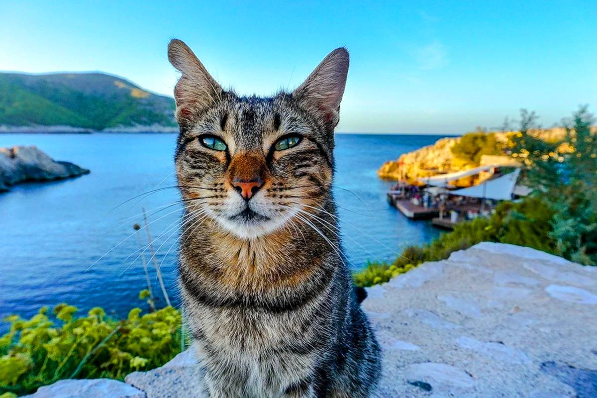 Cat and sea