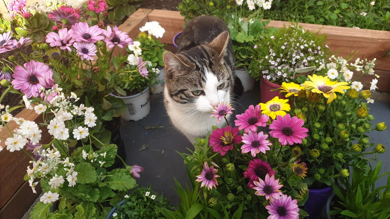 Cat in garden