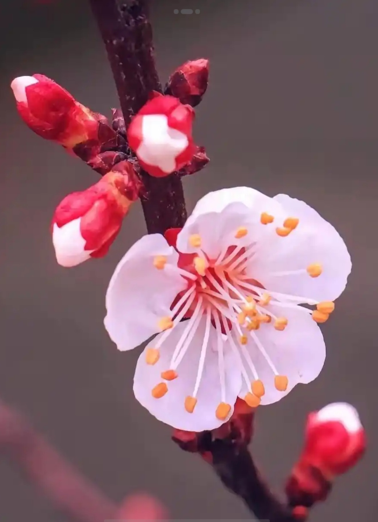 一花独放