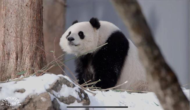 panda